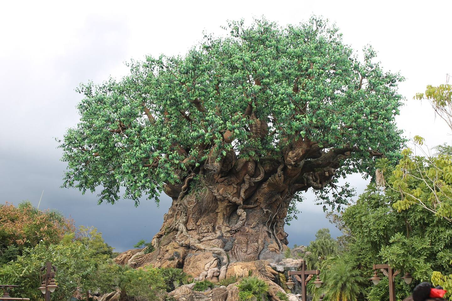 Attraction Highlight: Experience the marvel of nature at the iconic Tree of Life