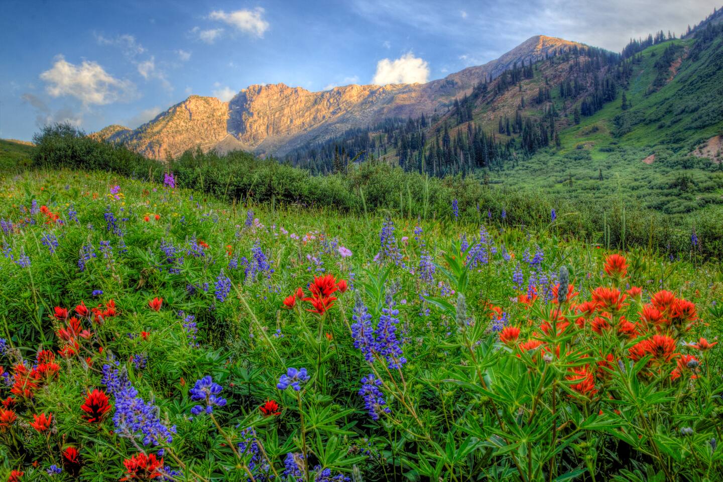 World class hiking and mountain meadows, accessible just a short drive away!